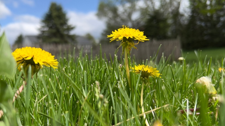 Dandelions in grass